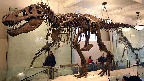 Souvenir de begeleiding Verval Paleontica - Kids: Dino
